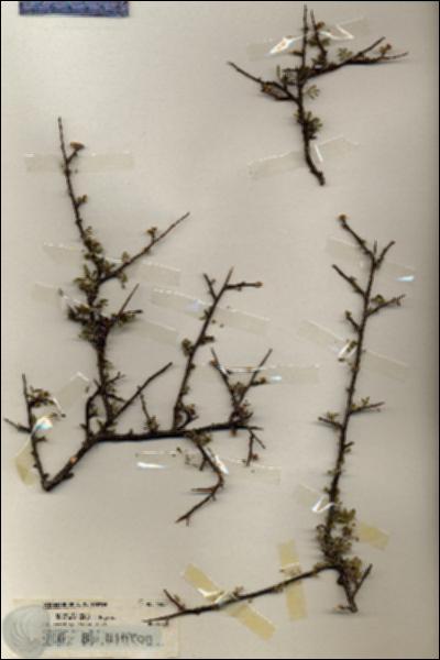 URN_catalog_HBHinton_herbarium_19381.jpg.jpg
