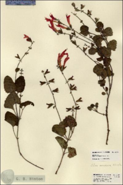 URN_catalog_HBHinton_herbarium_21589.jpg.jpg