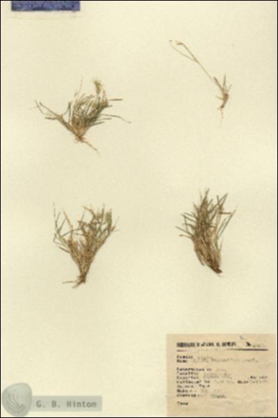 URN_catalog_HBHinton_herbarium_5462.jpg.jpg