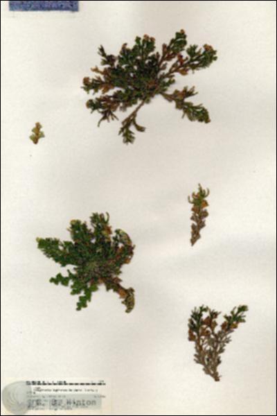URN_catalog_HBHinton_herbarium_19251.jpg.jpg