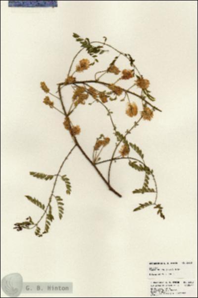 URN_catalog_HBHinton_herbarium_24108.jpg.jpg