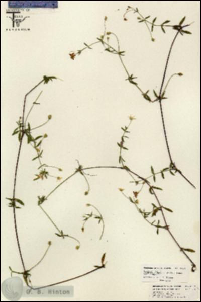 URN_catalog_HBHinton_herbarium_26239.jpg.jpg