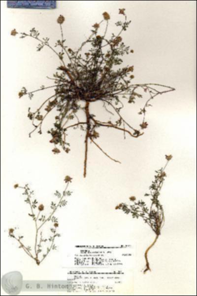 URN_catalog_HBHinton_herbarium_20611.jpg.jpg