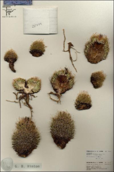 URN_catalog_HBHinton_herbarium_25779.jpg.jpg