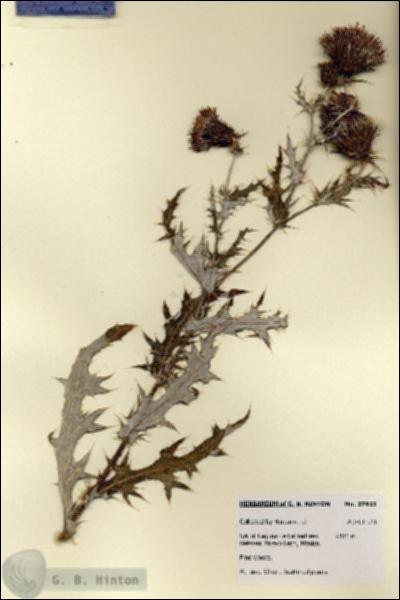 URN_catalog_HBHinton_herbarium_27921.jpg.jpg