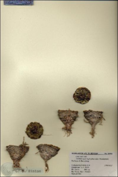 URN_catalog_HBHinton_herbarium_26906.jpg.jpg