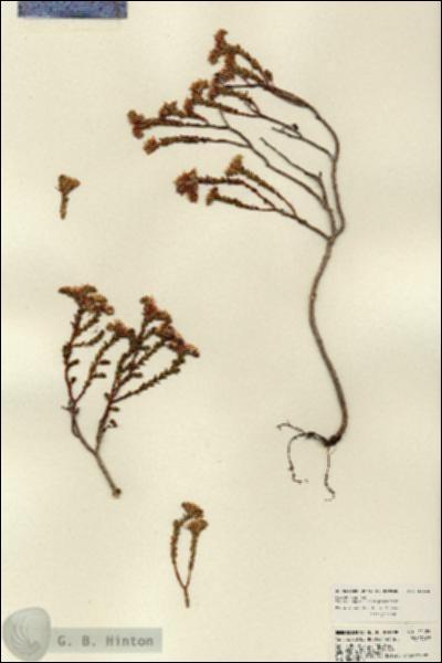 URN_catalog_HBHinton_herbarium_22125.jpg.jpg