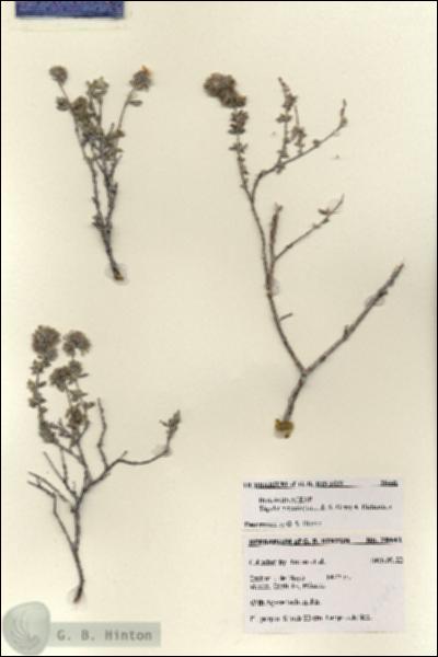 URN_catalog_HBHinton_herbarium_28441.jpg.jpg