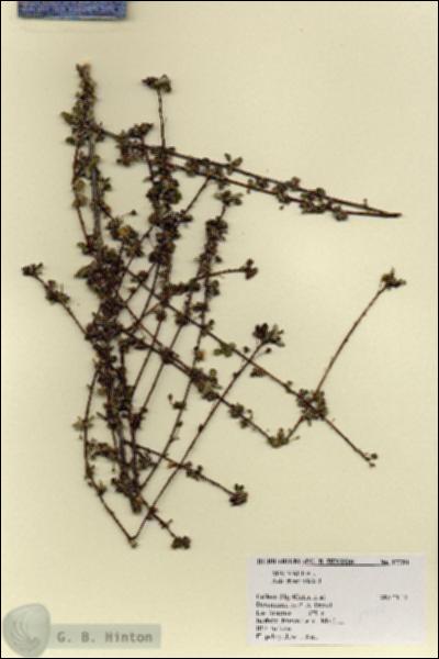 URN_catalog_HBHinton_herbarium_17750.jpg.jpg