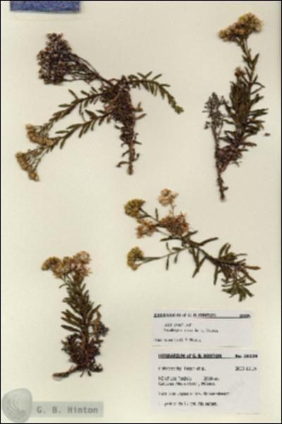URN_catalog_HBHinton_herbarium_28226.jpg.jpg