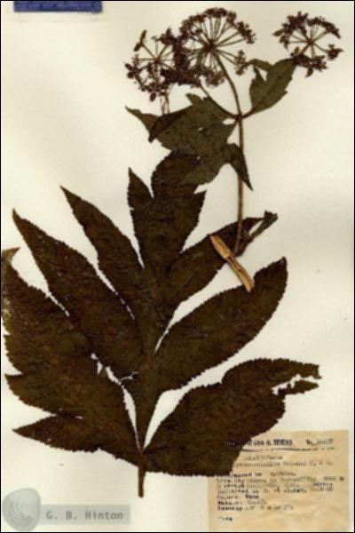 URN_catalog_HBHinton_herbarium_15007.jpg.jpg