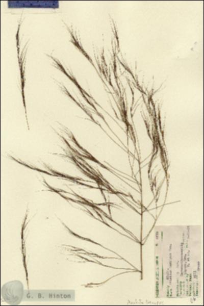URN_catalog_HBHinton_herbarium_6673-1.jpg.jpg