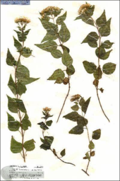 URN_catalog_HBHinton_herbarium_19925.jpg.jpg