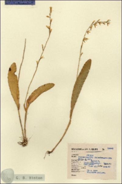 URN_catalog_HBHinton_herbarium_13643.jpg.jpg