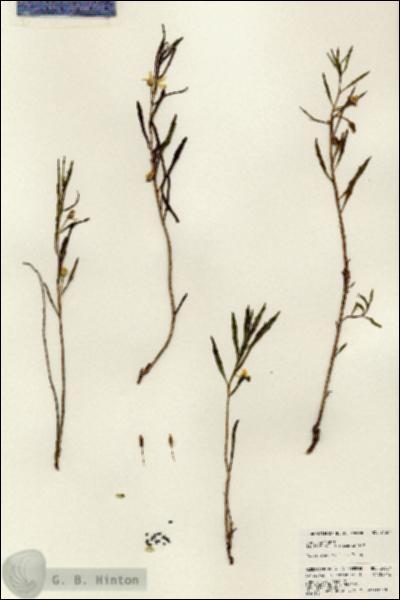 URN_catalog_HBHinton_herbarium_24357.jpg.jpg
