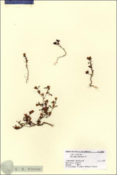 URN_catalog_HBHinton_herbarium_2839.jpg.jpg