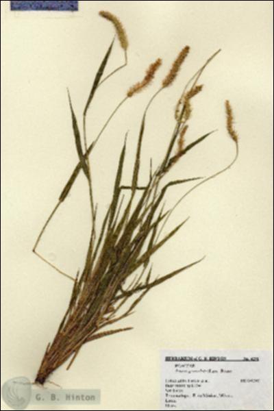 URN_catalog_HBHinton_herbarium_4291.jpg.jpg