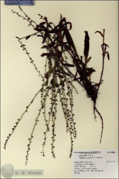 URN_catalog_HBHinton_herbarium_17302.jpg.jpg