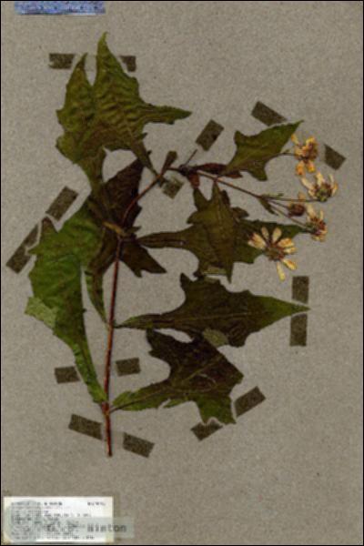 URN_catalog_HBHinton_herbarium_19263.jpg.jpg