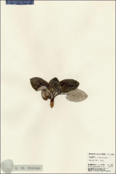 URN_catalog_HBHinton_herbarium_23953.jpg.jpg