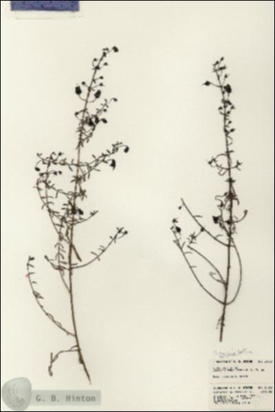 URN_catalog_HBHinton_herbarium_23753.jpg.jpg
