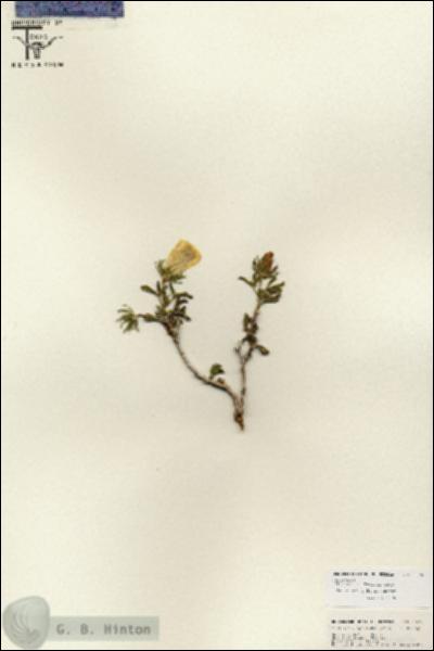 URN_catalog_HBHinton_herbarium_25790.jpg.jpg