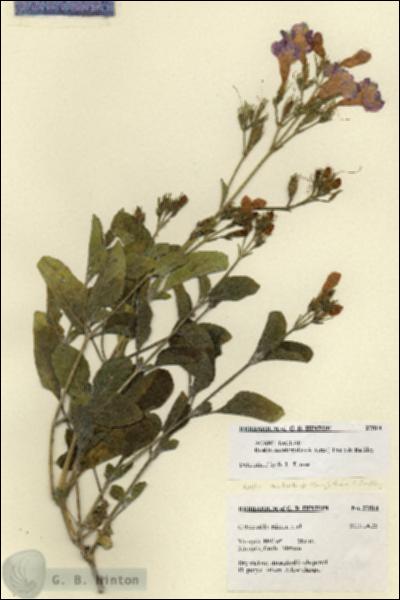 URN_catalog_HBHinton_herbarium_27514.jpg.jpg