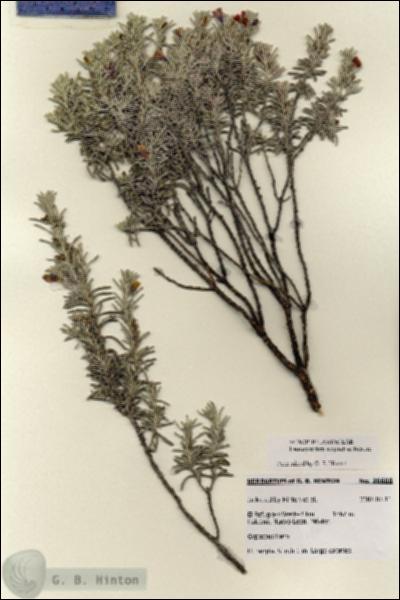 URN_catalog_HBHinton_herbarium_28608.jpg.jpg