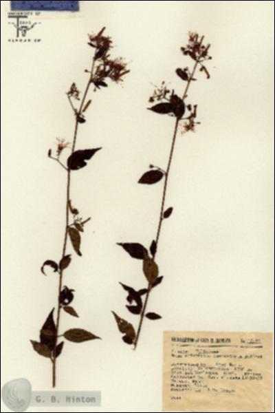 URN_catalog_HBHinton_herbarium_12492.jpg.jpg