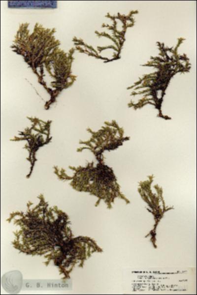 URN_catalog_HBHinton_herbarium_18741.jpg.jpg
