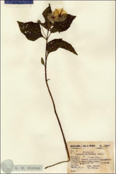 URN_catalog_HBHinton_herbarium_13992.jpg.jpg