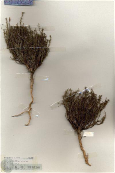 URN_catalog_HBHinton_herbarium_19340.jpg.jpg