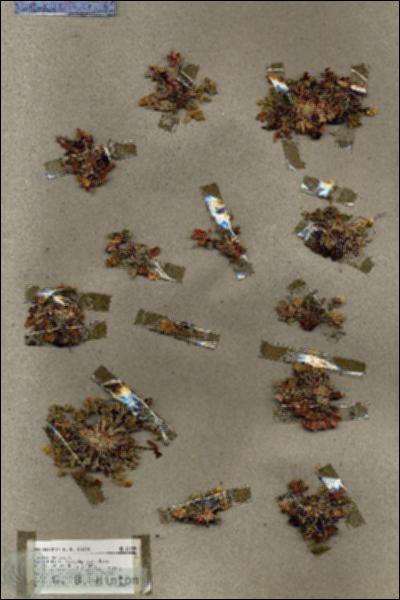 URN_catalog_HBHinton_herbarium_18939.jpg.jpg