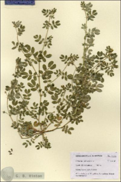 URN_catalog_HBHinton_herbarium_27733.jpg.jpg