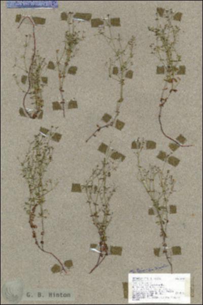 URN_catalog_HBHinton_herbarium_19147.jpg.jpg