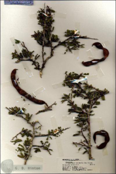 URN_catalog_HBHinton_herbarium_19239.jpg.jpg