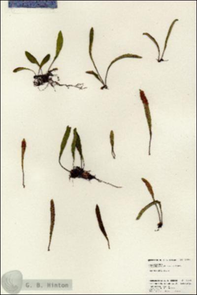 URN_catalog_HBHinton_herbarium_24883.jpg.jpg
