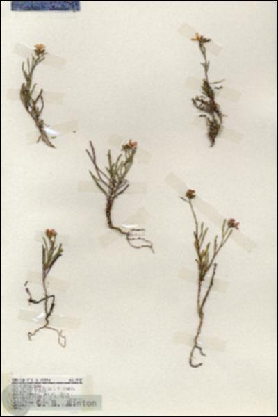 URN_catalog_HBHinton_herbarium_19337.jpg.jpg
