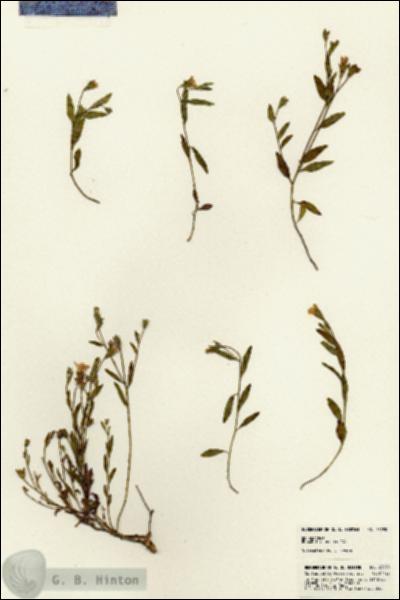 URN_catalog_HBHinton_herbarium_23090.jpg.jpg