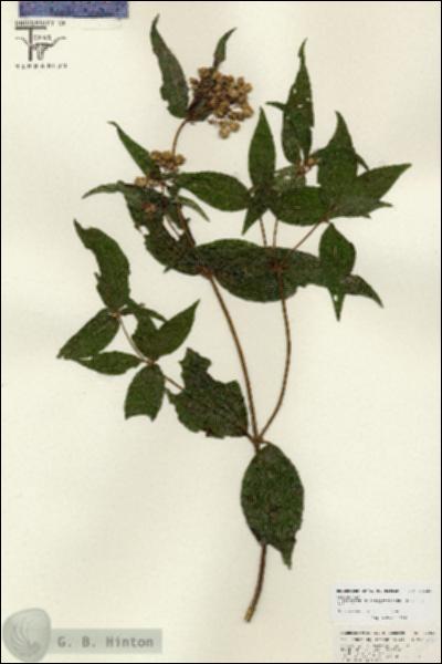 URN_catalog_HBHinton_herbarium_26829.jpg.jpg