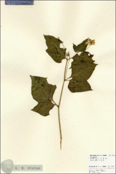 URN_catalog_HBHinton_herbarium_23263.jpg.jpg