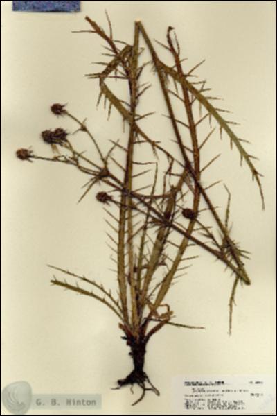 URN_catalog_HBHinton_herbarium_22442.jpg.jpg