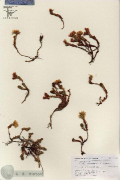 URN_catalog_HBHinton_herbarium_17303.jpg.jpg