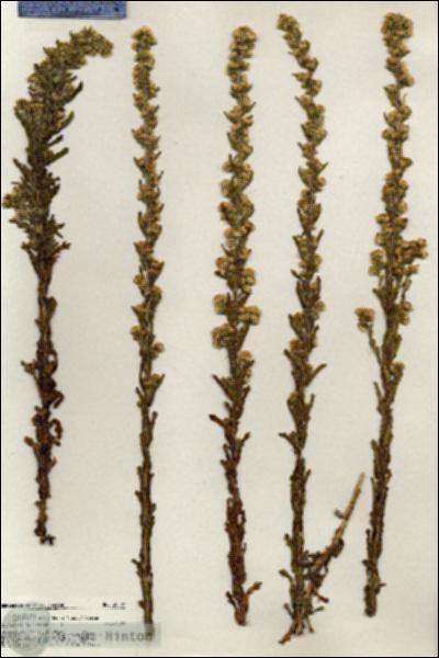 URN_catalog_HBHinton_herbarium_20507.jpg.jpg