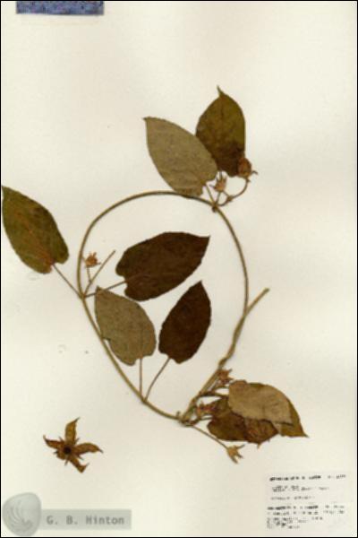 URN_catalog_HBHinton_herbarium_24851.jpg.jpg