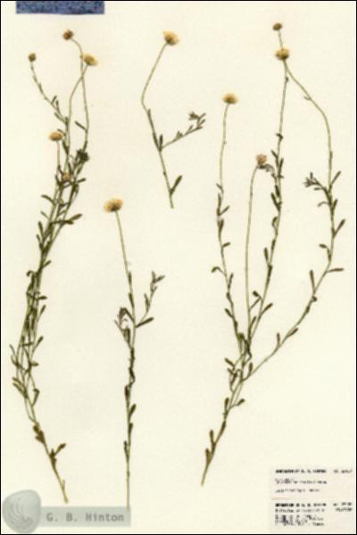 URN_catalog_HBHinton_herbarium_23120.jpg.jpg