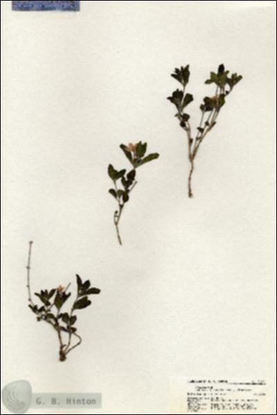 URN_catalog_HBHinton_herbarium_21051.jpg.jpg