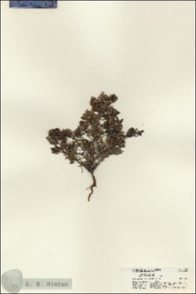 URN_catalog_HBHinton_herbarium_21729.jpg.jpg