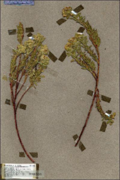 URN_catalog_HBHinton_herbarium_17345.jpg.jpg