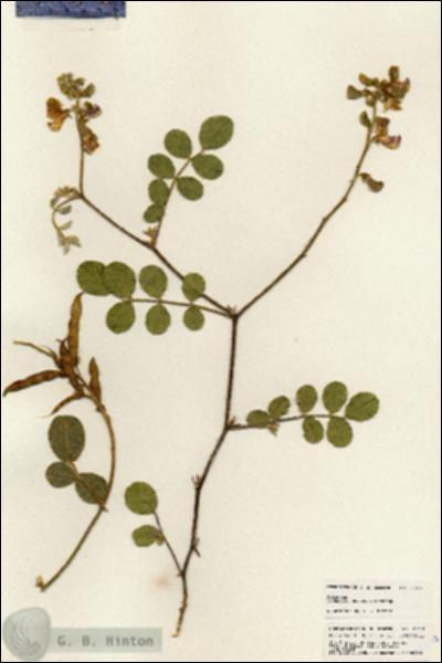 URN_catalog_HBHinton_herbarium_25317.jpg.jpg